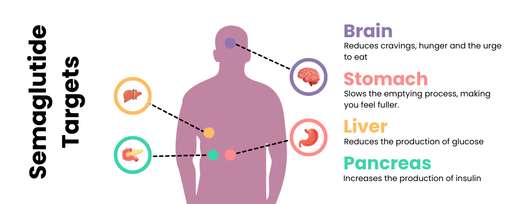 What is semaglutide? Semaglutide targets diagram - buy cheap wegovy online - the family chemist