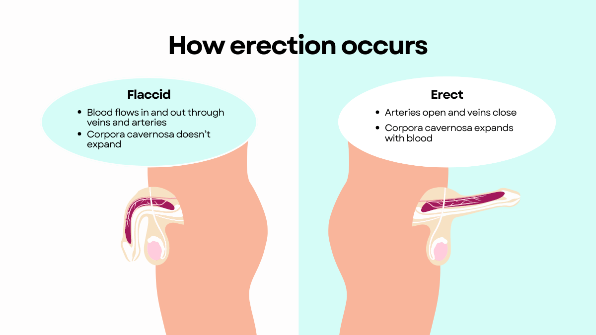 how erection occurs - buy erectile dysfunction treatment