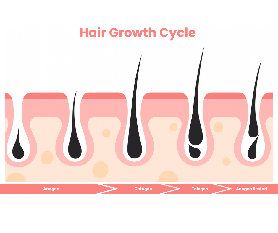 inforgraphic for hair growth