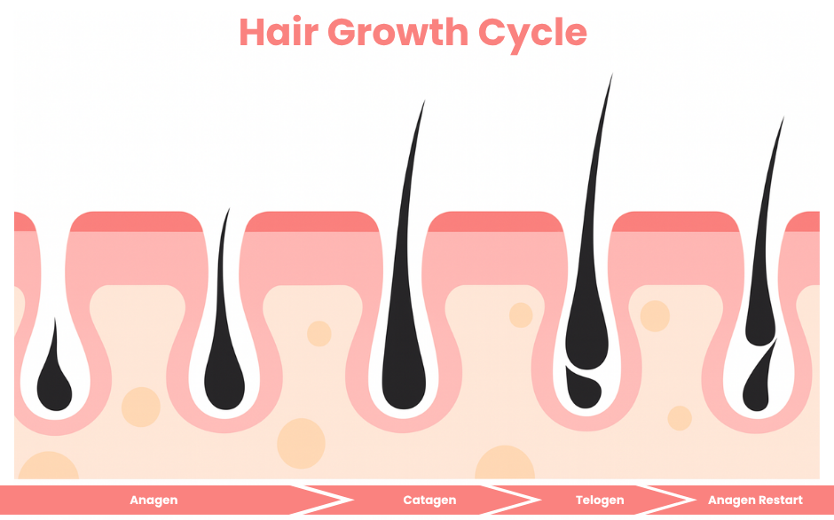 hair growth cycle